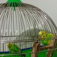 جفت مرغ عشق