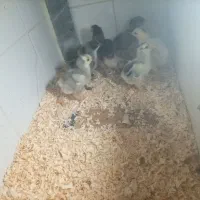جوجه امپراطور و برهما