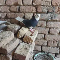 کبوتر شازده