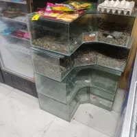 استندتخمه