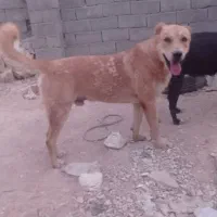 سرابی|سگ|ایلام, |دیوار