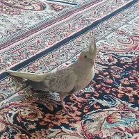 عروس هلندی ماده تخم گذار