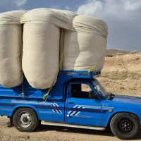 کاه گندم