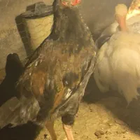 جوجه دو ماهه محلی گلین گردن لخت
