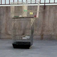 قفس
