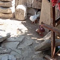 کبوتر رفتنی هرکس پیدا کنه مژدگانی خوبی داره