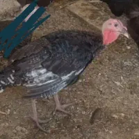 بوقلمون ماده