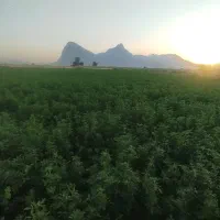 یونجه چین چهارم