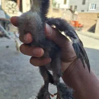 جوجه مرغ برهما و جوجه درهم 40 روزه فقط 300