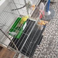 قفس مرغ عشق