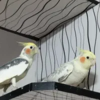 عروس هلندی