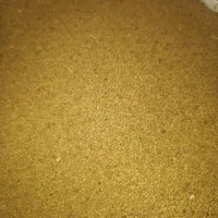 بذر یونجه