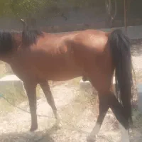 اسب نر