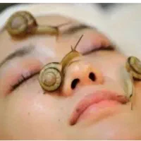 حلزون آلبینو آچاتینا