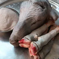 کله پاچه آماده همکاری با قصابی و طباخی