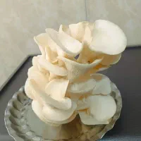 نیروی بسته بندی خانم جوان