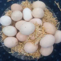 تخم لاری اصیل و محلی