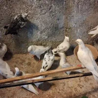 کبوتر پرشی