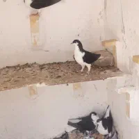 کفتر