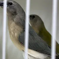 جوجه فنچ در انواع مختلف