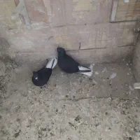 یک جفت کلاغ دم سفید