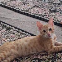 بچه گربه دیش ۴ماهه