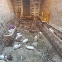خرگوش