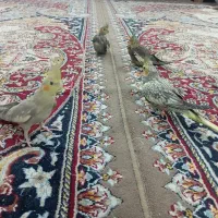 هلندی ۲ ماهه