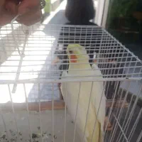 جوجه عروس هلندی