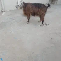 بز در شباب