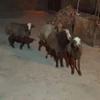 قوچ و شک نر و کاور نر