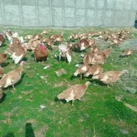 بوقلمون یک ساله ماده بربون