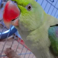 یک شاه طوطی در بندرلنگه