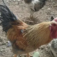 خروس محلی ومرغ دوتاش باهم