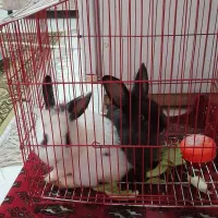 یک جفت خرگوش لوپی