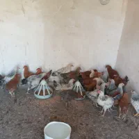 مرغ و خروس