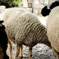 3راس میش نزار