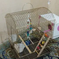 قفس طوطی برزیلی
