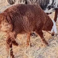 1بره نر 5ماده چینی هرراس کلی 14800اسفدن