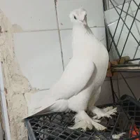 پرنده|پرنده|قم, ناصردیوان|دیوار