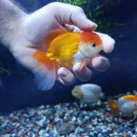 گلدفیش اوراندا و رنچو در رنگ های مختلف گرید دار