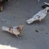 دو عدد کبوتر مفلق