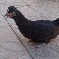 مرغ ۶ ماه