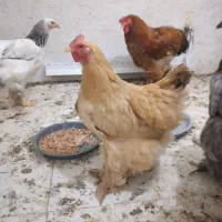 مرغ برهما