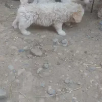 پاپی پشمالو