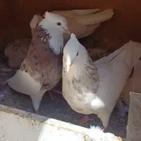 طوقی هفت رنگ سرور با جوجه