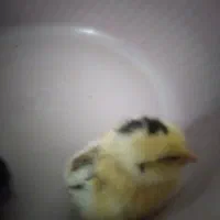 جوجه مرغ ۱۰ روزه