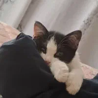 واگذاری بچه گربه ۷۰ روزه