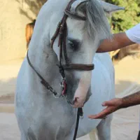 مادیان سواری دار