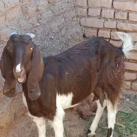 بز جوان